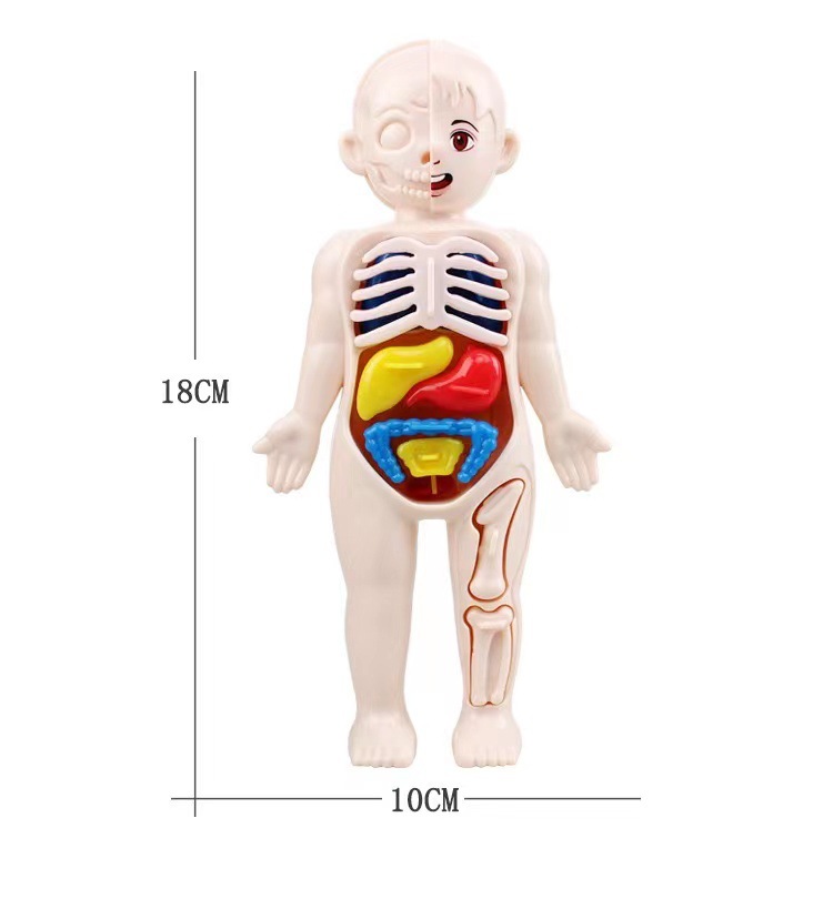 Human Body Puzzle - Quebra-Cabeça 3D Montessori 14 Peças: Modelo
