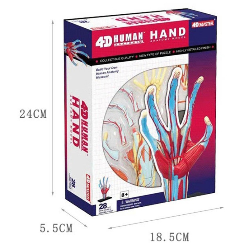 Human Body Puzzle - 4d mestre mão humana osso músculo