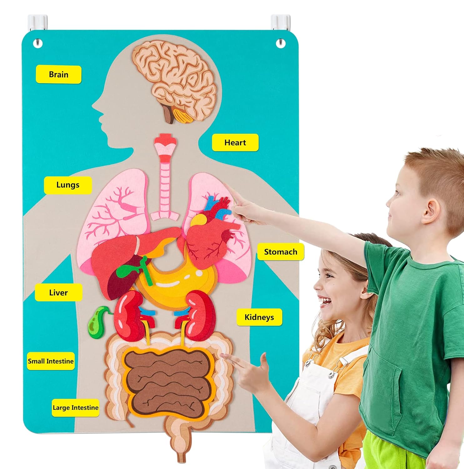 Human Body Puzzle - Peças do corpo humano, placa de