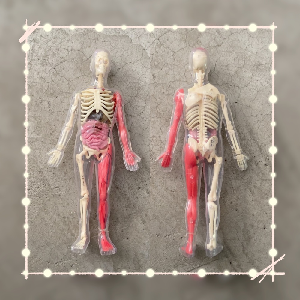 Human Body Puzzle - Em Estoque: Modelo de Órgão Humano