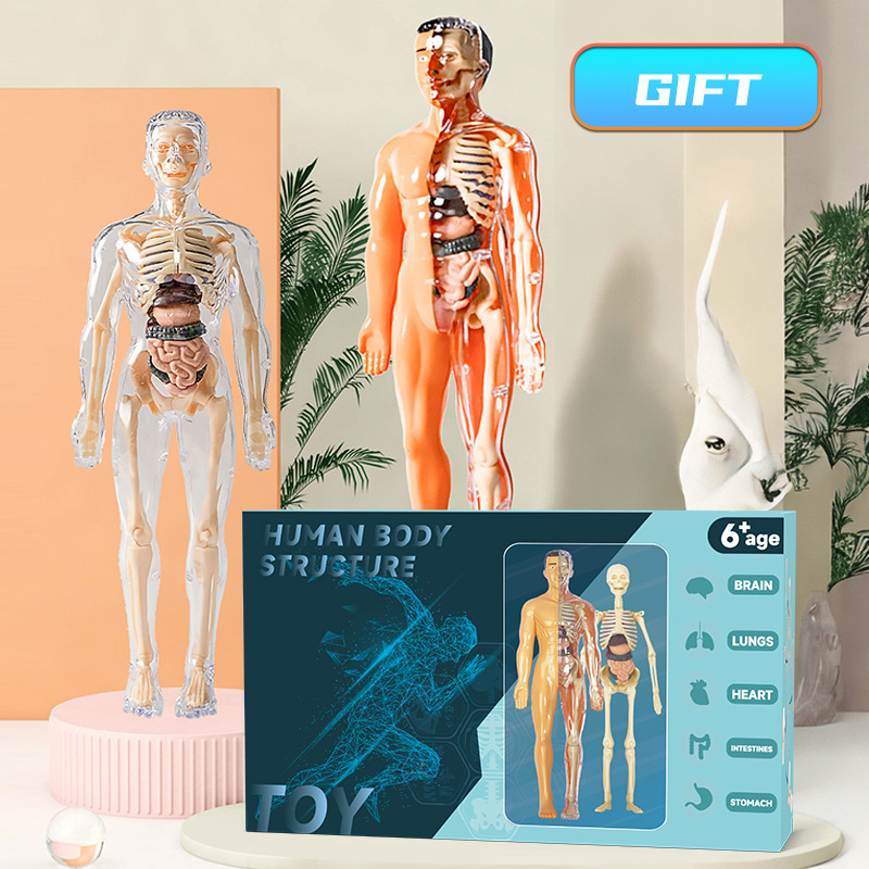Human Body Puzzle - Modelo de torso humano 3d, modelo