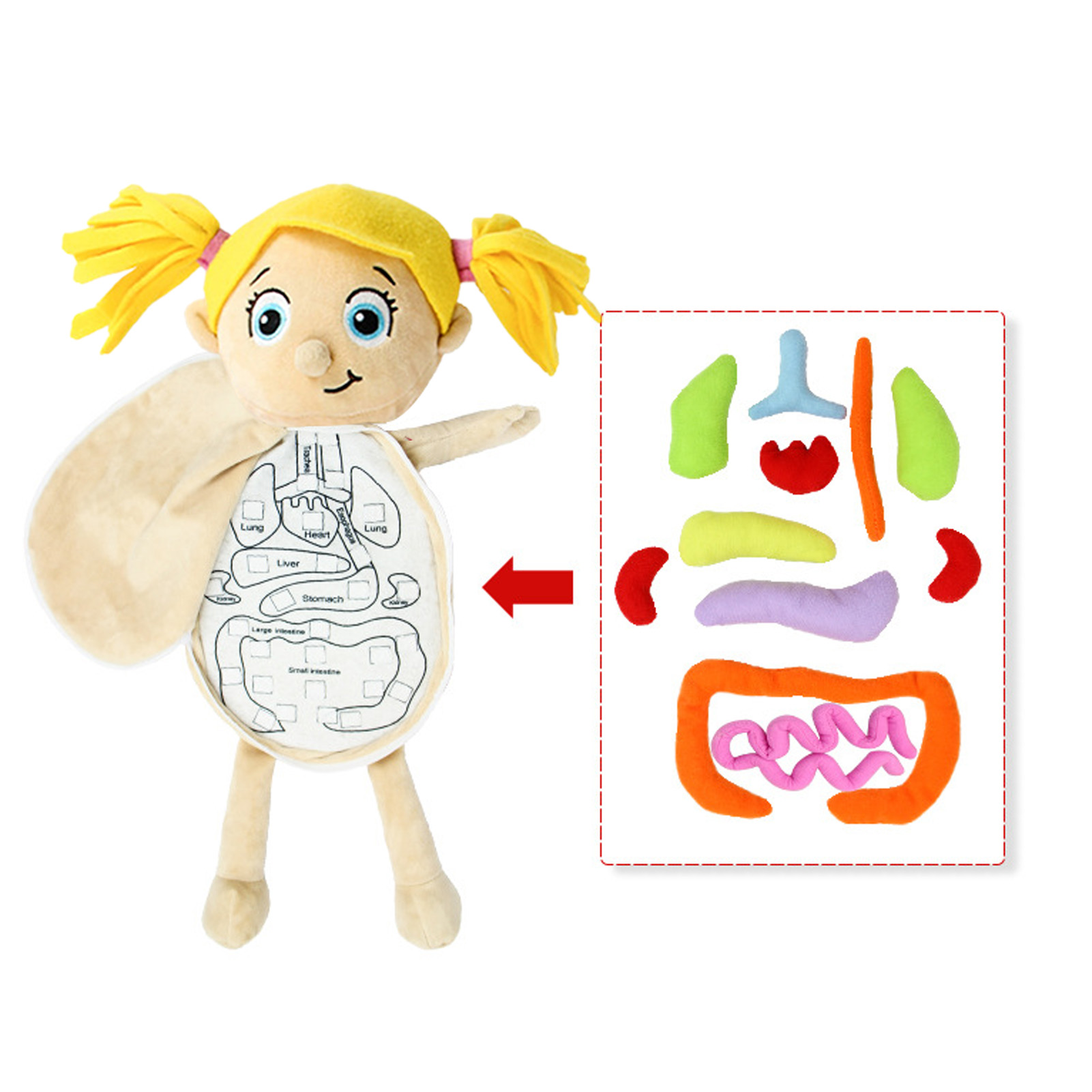 Human Body Puzzle - Criança montessori brinquedos 3d quebra-cabeça corpo