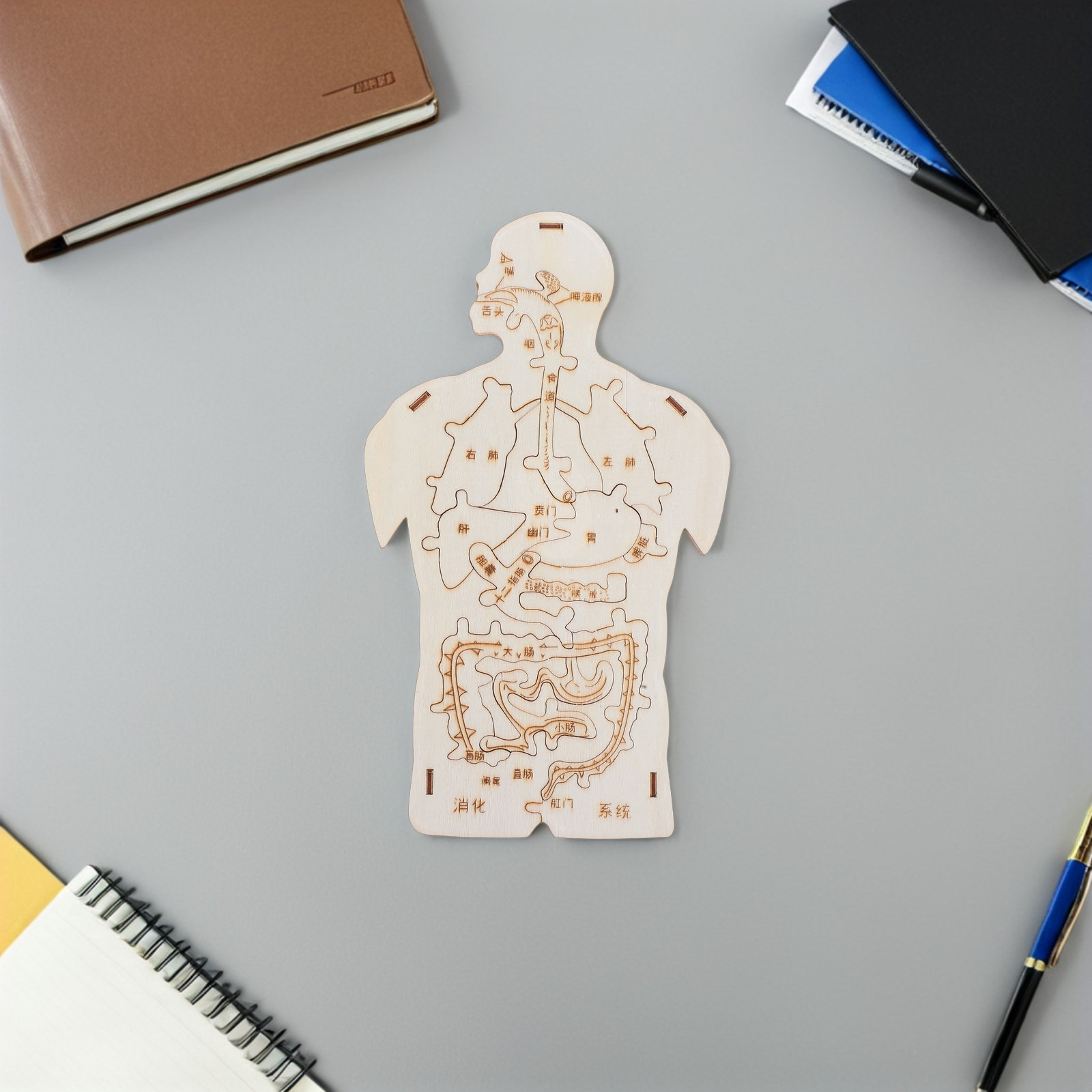 Conjunto Educacional de Quebra - Human Body Puzzle avaliação e preço