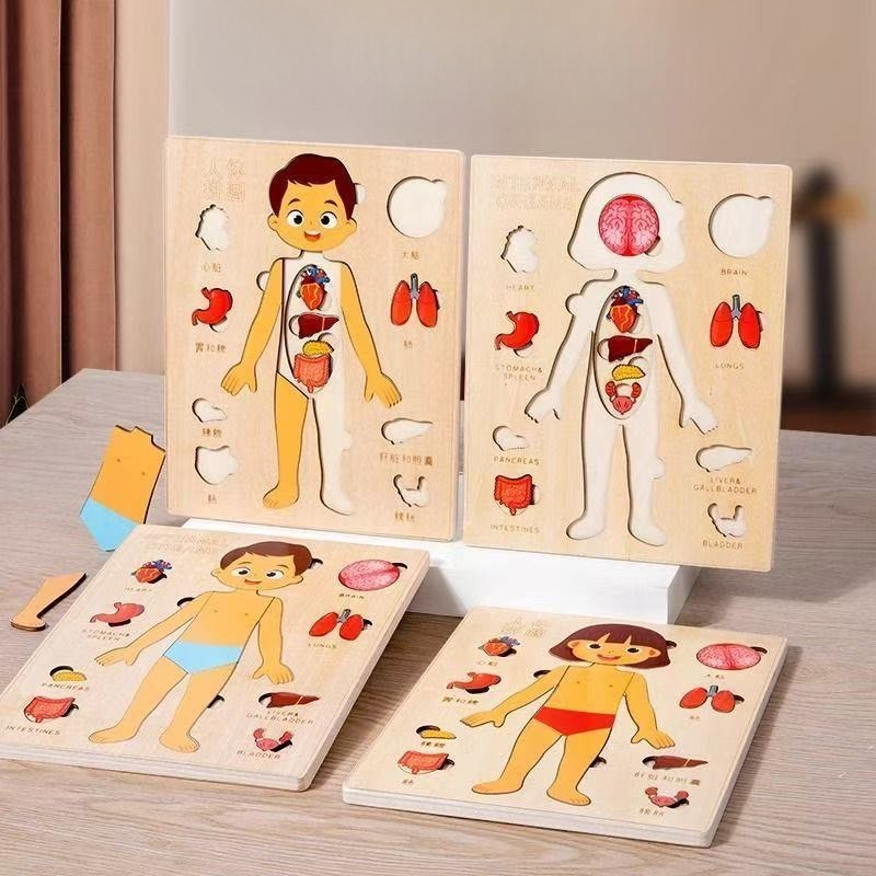 Montessori quebra-cabeças ocup - Human Body Puzzle avaliação e preço