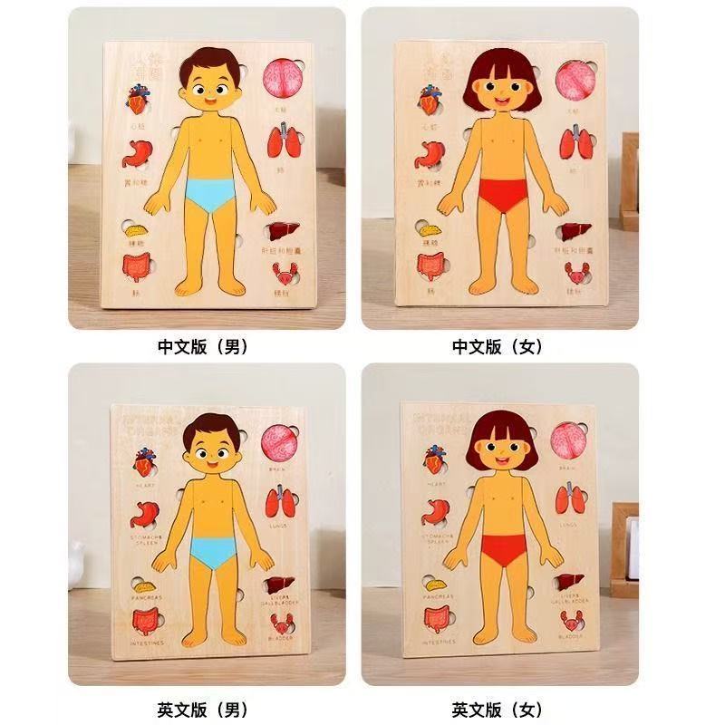 Montessori quebra-cabeças ocup - Human Body Puzzle avaliação e preço