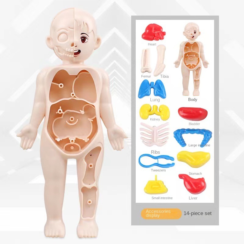 Quebra-Cabeça 3D Montessori 14 - Human Body Puzzle avaliação e preço