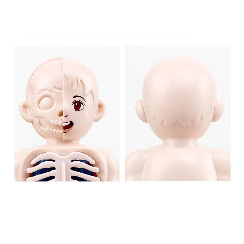Quebra-Cabeça 3D Montessori 14 - Human Body Puzzle avaliação e preço