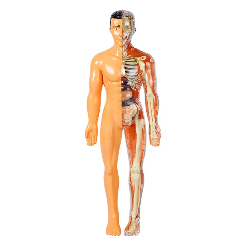 Conjunto de Experimentos Cient - Human Body Puzzle avaliação e preço