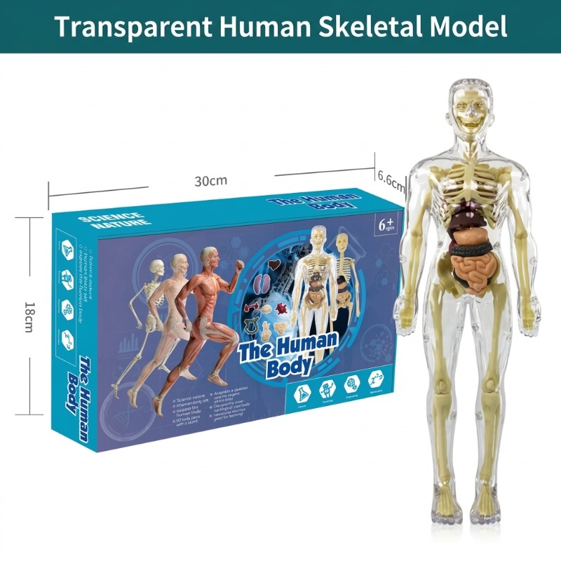 Conjunto de Experimentos Cient - Human Body Puzzle avaliação e preço