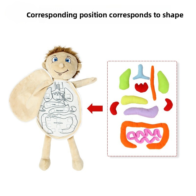 Quebra-cabeça de cognição de ó - Human Body Puzzle avaliação e preço