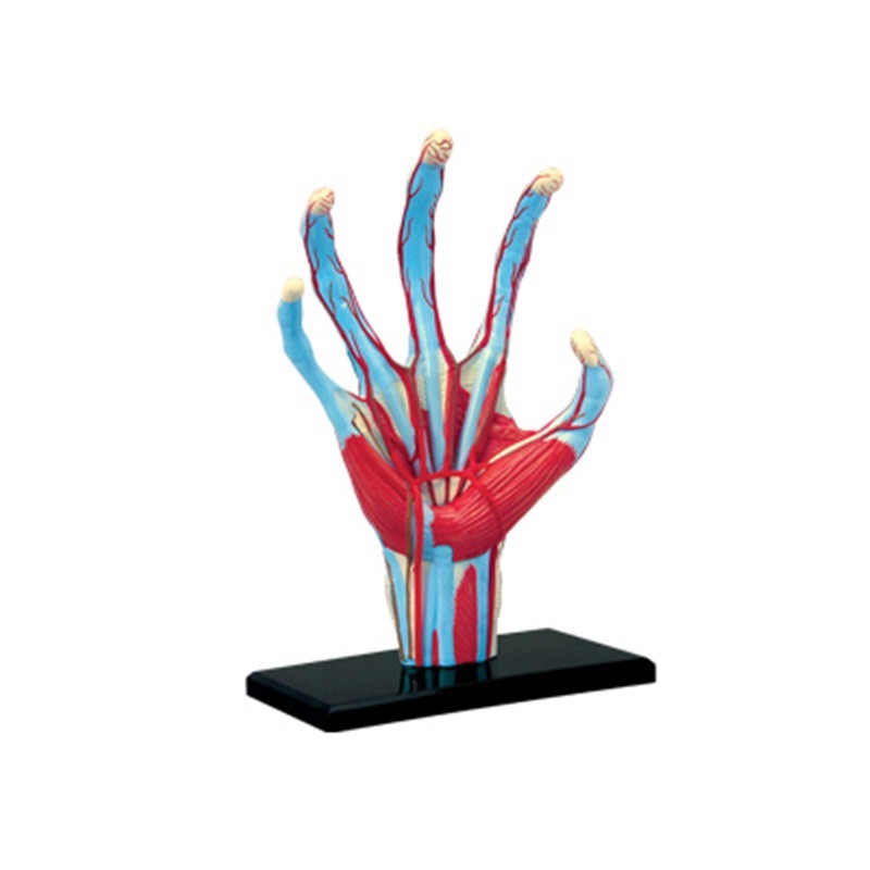 4d mestre mão humana osso músc - Human Body Puzzle avaliação e preço