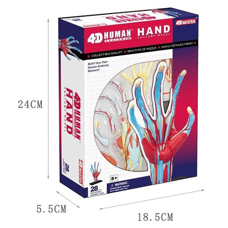 4d mestre mão humana osso músc - Human Body Puzzle avaliação e preço