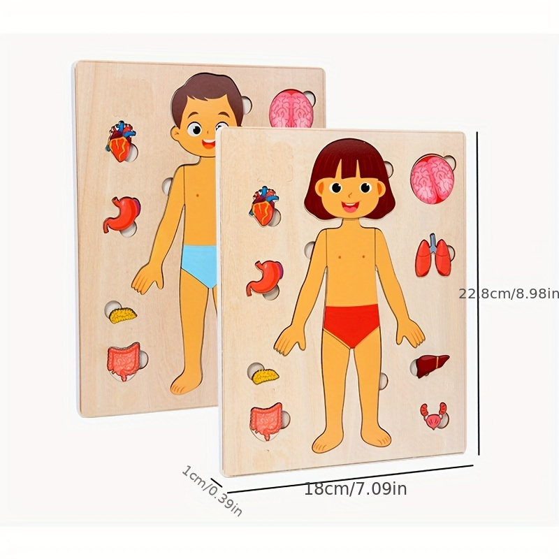 Puzzles de madeira Montessori  - Human Body Puzzle avaliação e preço
