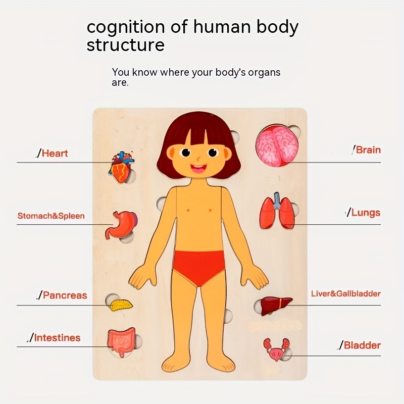 Puzzles de madeira Montessori  - Human Body Puzzle avaliação e preço