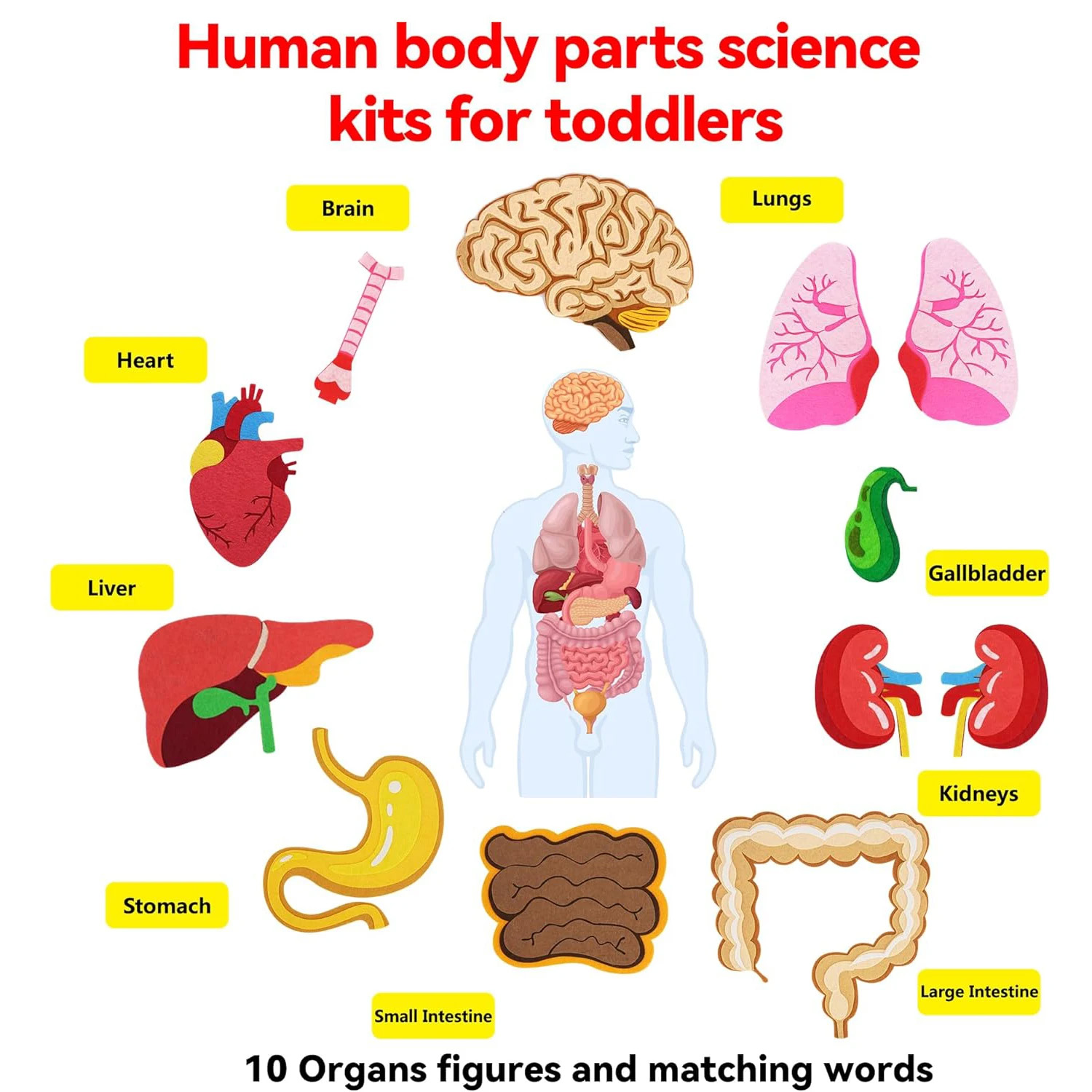 Peças do corpo humano, placa d - Human Body Puzzle avaliação e preço