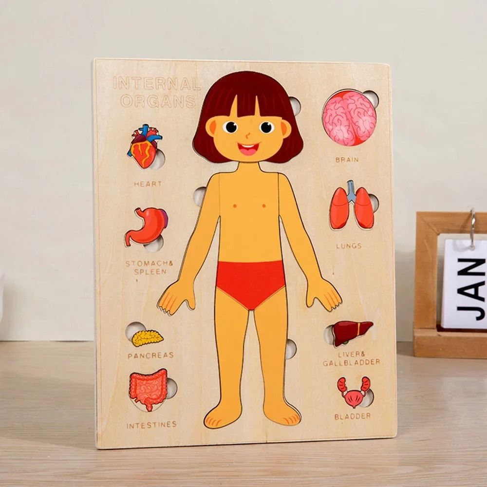NOVO Quebra-Cabeça Montessori  - Human Body Puzzle avaliação e preço