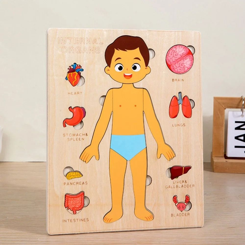 NOVO Quebra-Cabeça Montessori  - Human Body Puzzle avaliação e preço