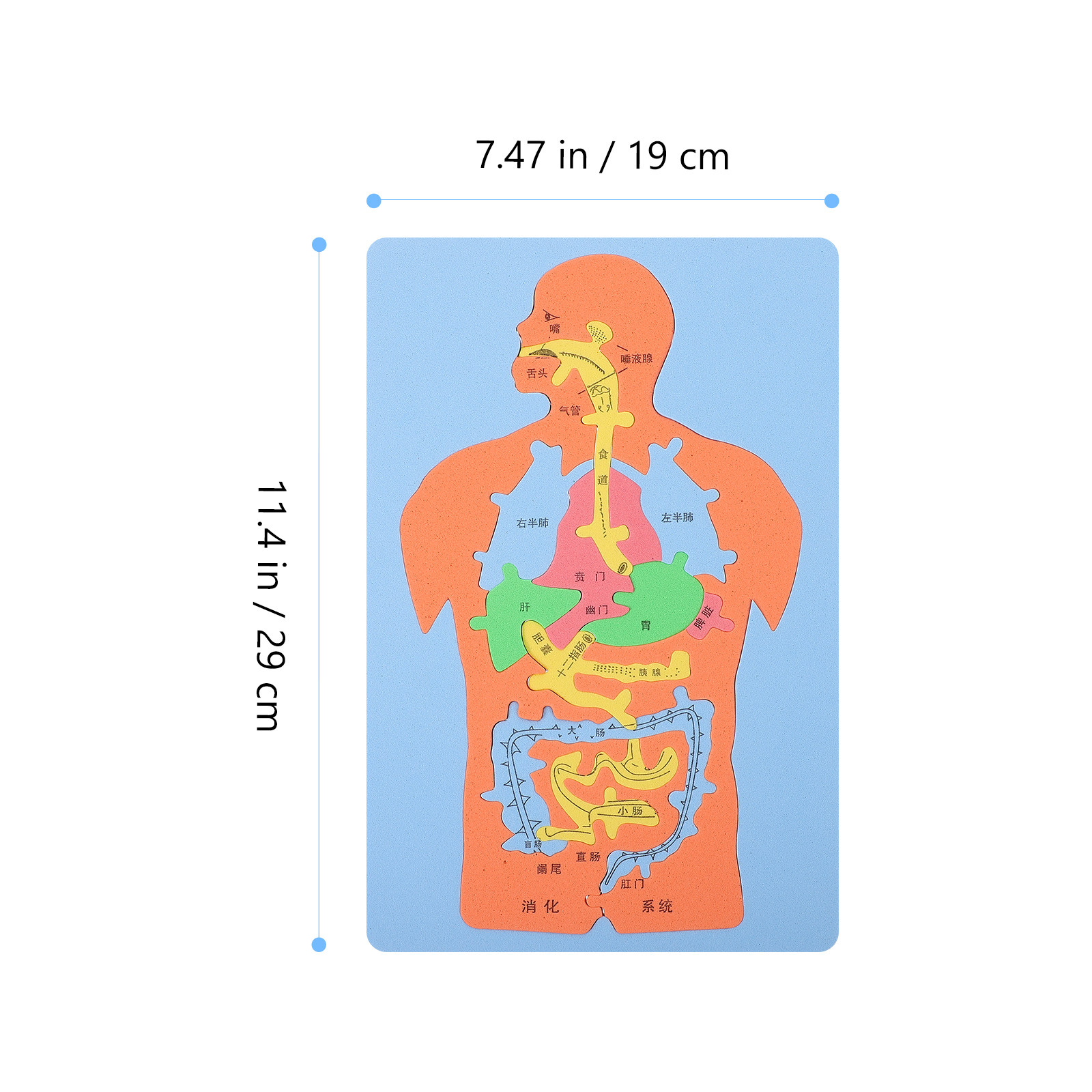 Quebra-Cabeça de 3 Peças de Ór - Human Body Puzzle avaliação e preço