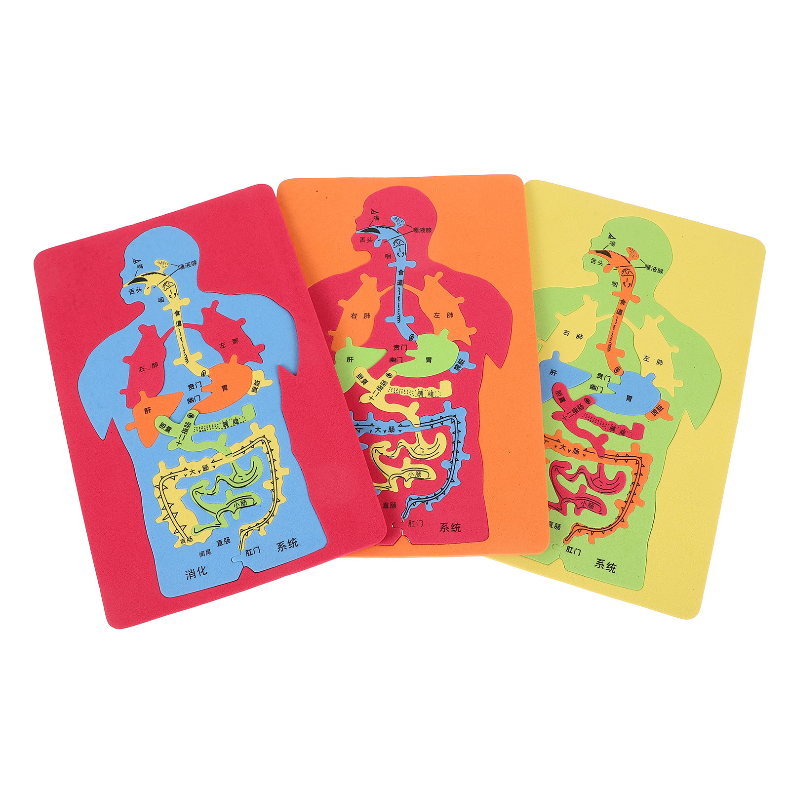 Quebra-Cabeça de 3 Peças de Ór - Human Body Puzzle avaliação e preço