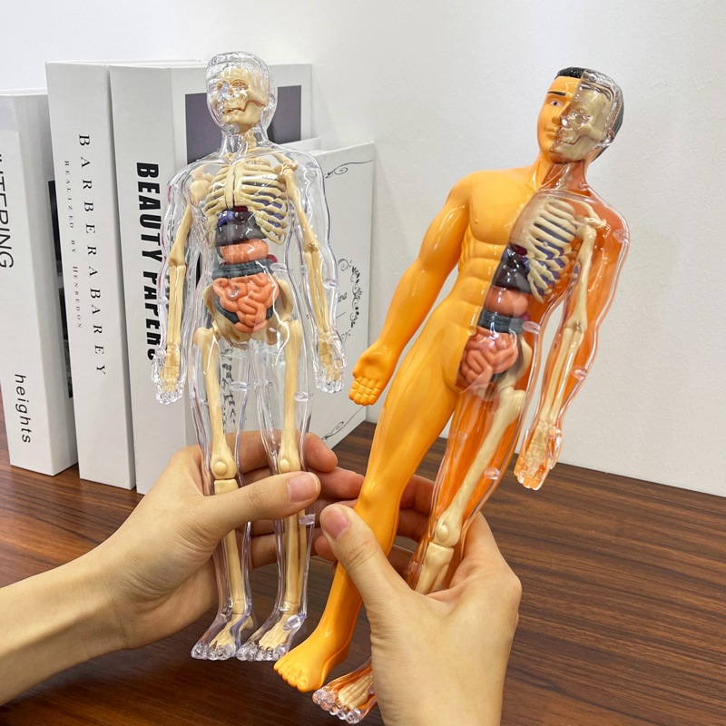Modelo de torso humano 3d, mod - Human Body Puzzle avaliação e preço