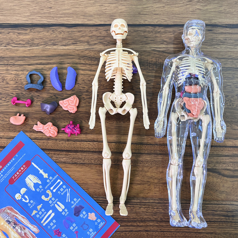 Modelo de torso humano 3d, mod - Human Body Puzzle avaliação e preço